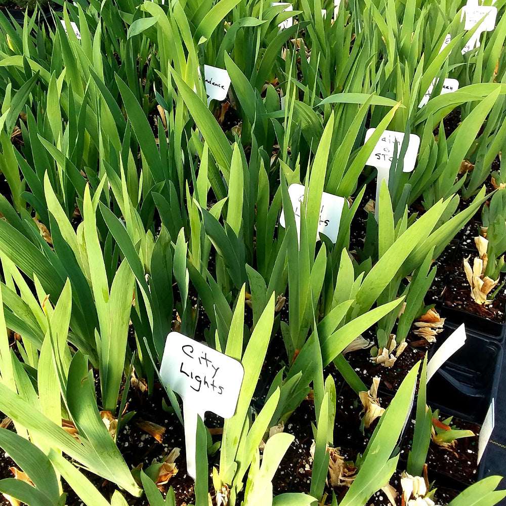Fragrant black iris plant in a potted quart-sized container, showcasing deep black blooms and lush green foliage.