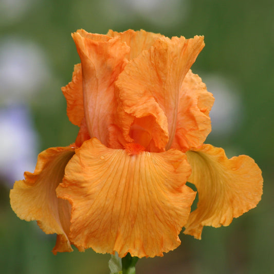 Fresh Garden Living Coup de Soleil fragrant bearded iris plant in a potted quart container, showcasing vibrant blooms and lush foliage.
