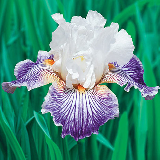 Bearded Iris plant in a quart pot with fragrant, crow's feet blooms, from Fresh Garden Living.