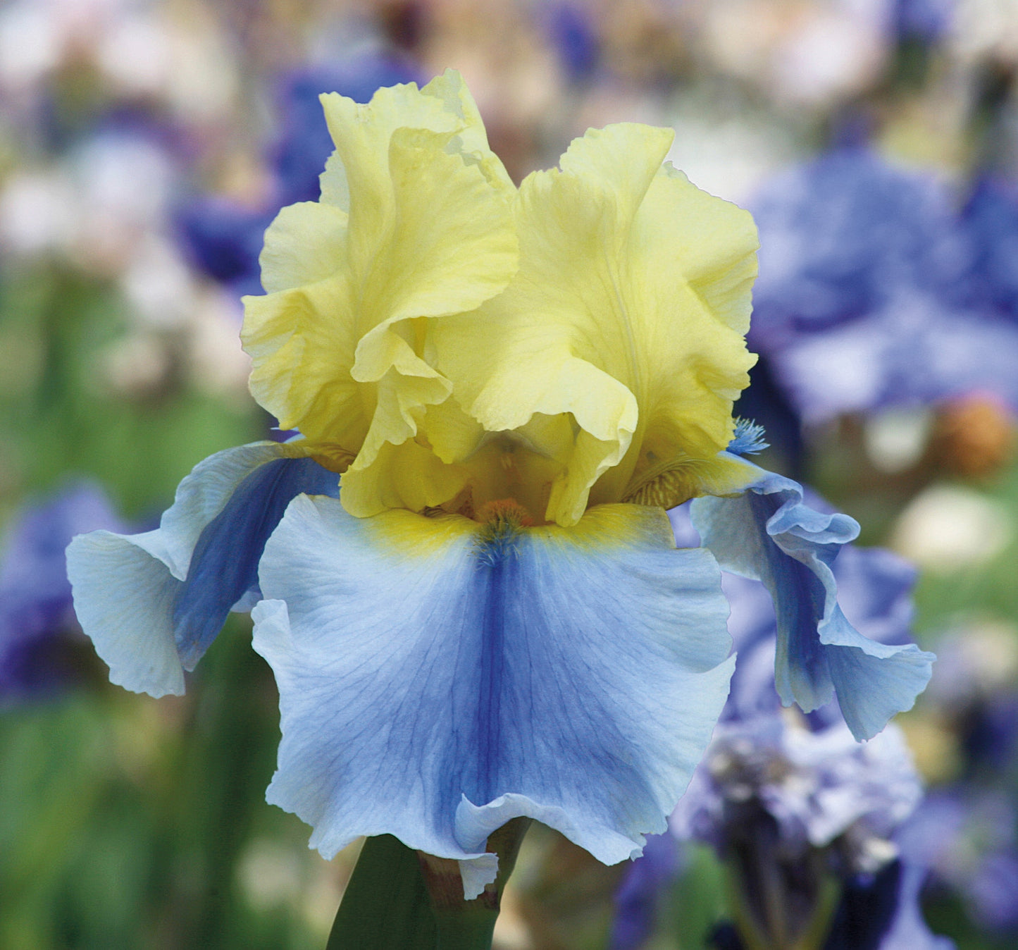 Fresh Garden Living Easter Candy bi-color yellow and blue iris plant in a quart pot, showcasing vibrant, blooming iris flowers.