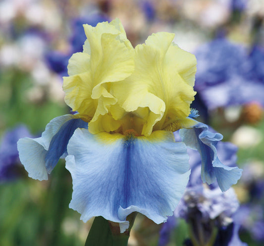 Fresh Garden Living Easter Candy bi-color yellow and blue iris plant in a quart pot, showcasing vibrant, blooming iris flowers.