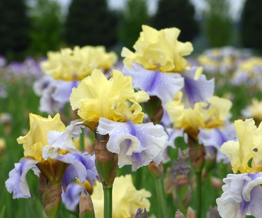 Fresh Garden Living Easter Candy bi-color yellow and blue iris plant in a quart pot, showcasing vibrant blooms and lush foliage.