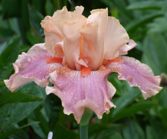 Fresh Garden Living bearded Iris plant in a quart container, showcasing fragrant, vibrant blooms and lush green foliage.