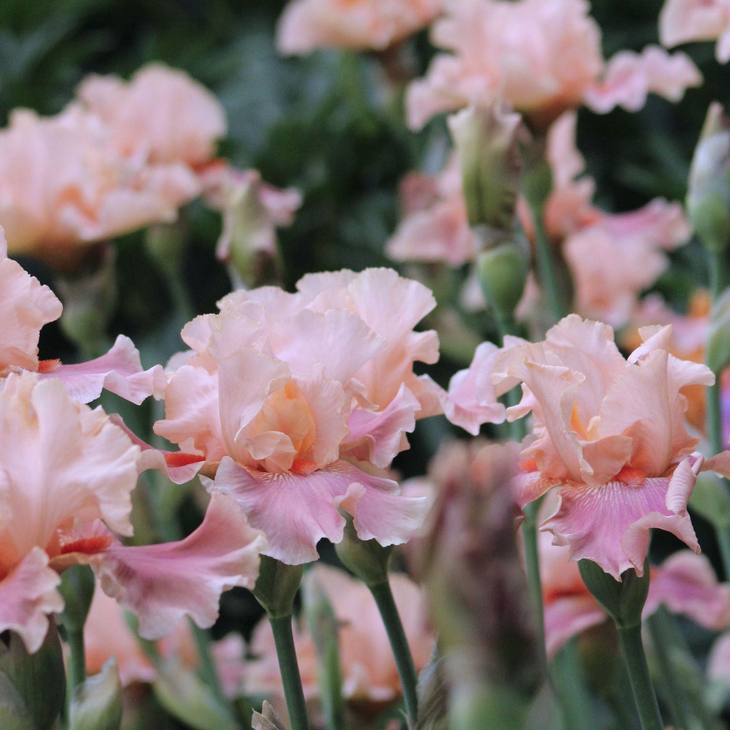 Entitled Fragrant Bearded Iris Quart Container - Blessings Grow Meadows
