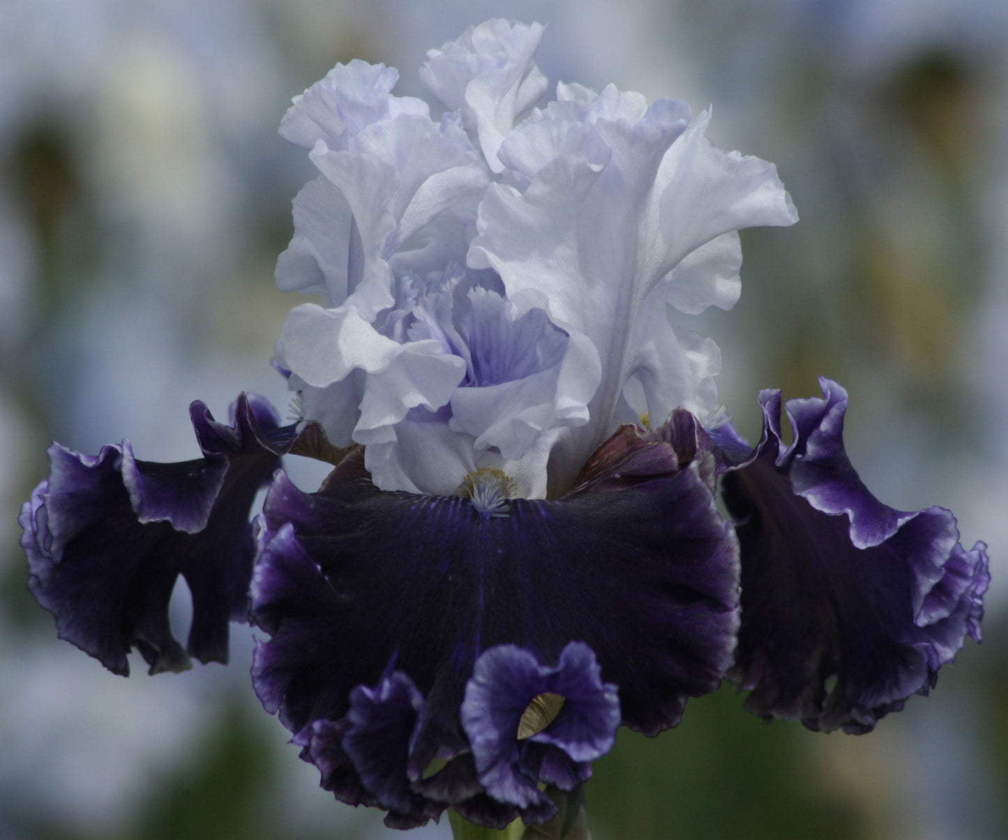 Fresh Garden Living Feel The Thunder fragrant iris plant in a quart pot, showcasing vibrant blooms and lush green foliage.