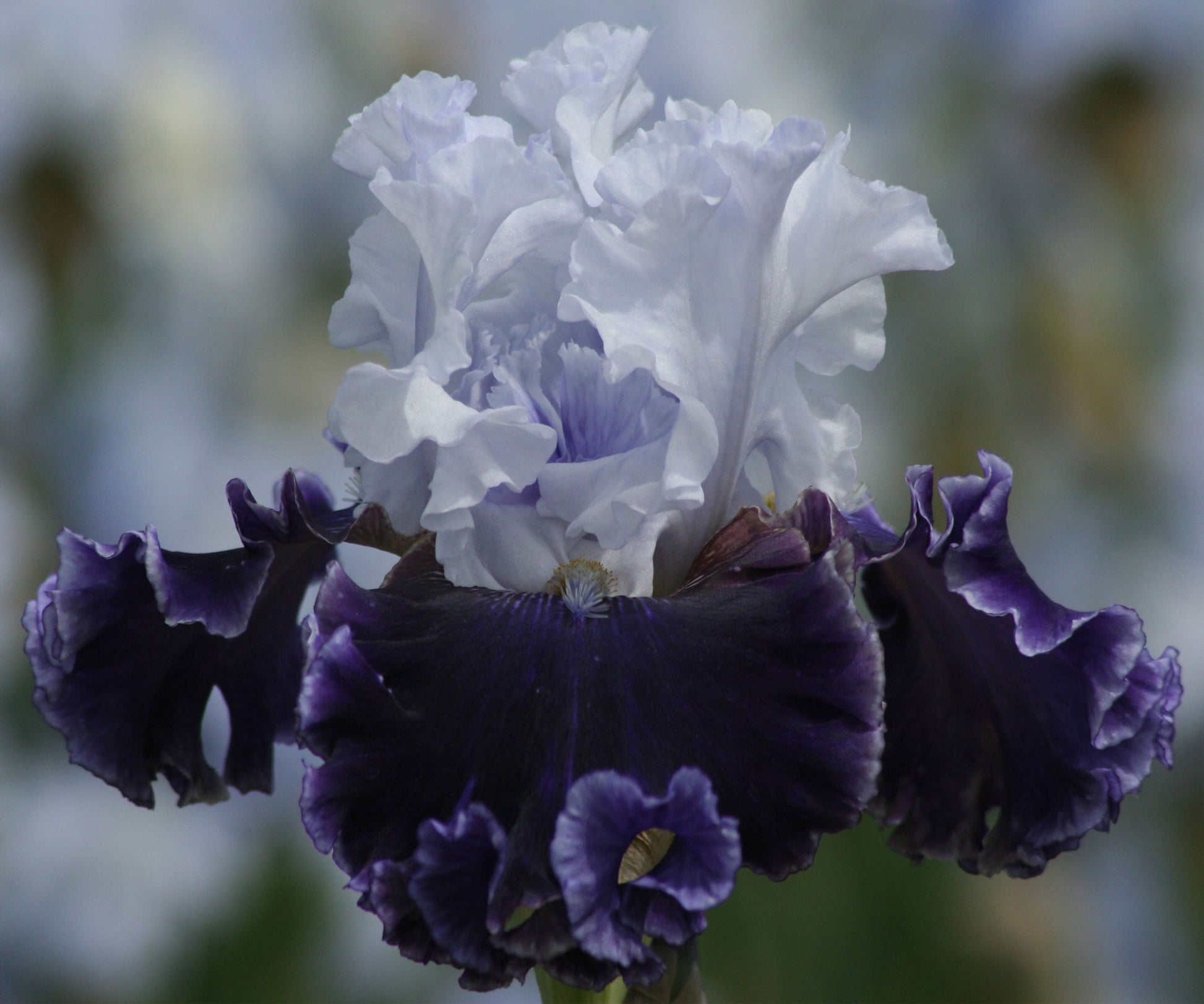 Fresh Garden Living Feel The Thunder fragrant iris plant in a quart pot, showcasing vibrant blooms and lush green foliage.