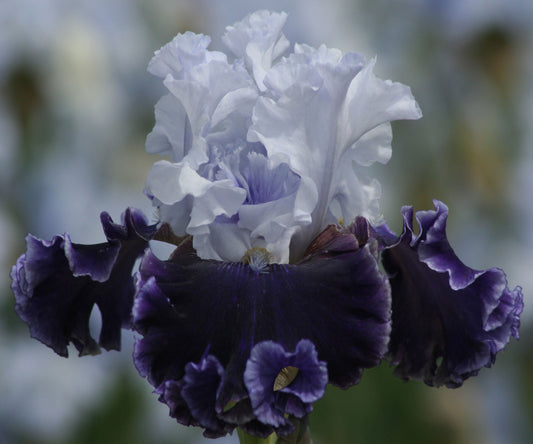 Fresh Garden Living Feel The Thunder fragrant iris plant in a quart pot, showcasing vibrant blooms and lush green foliage.