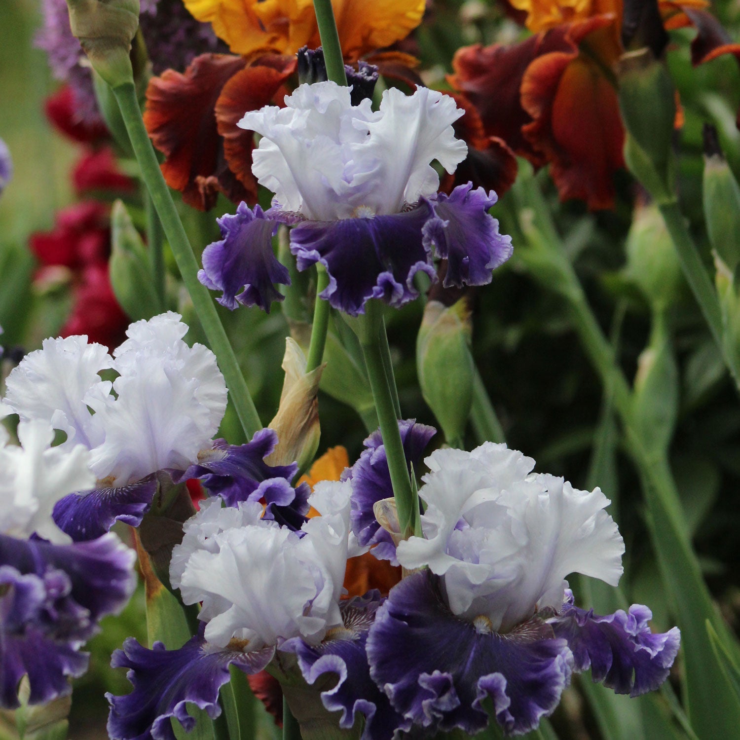 Fresh Garden Living Feel The Thunder fragrant iris plant in a quart pot, showcasing vibrant purple blooms and lush green foliage.