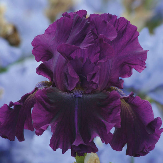 Fresh Garden Living Veronica potted iris plant in a quart pot, showcasing vibrant purple iris flowers and green foliage.