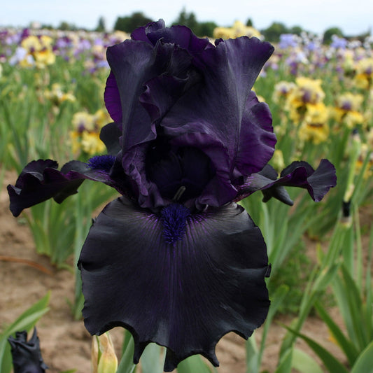Fresh Garden Living Ghost Train Bearded Iris plant in a quart pot, showcasing vibrant purple flowers and lush green foliage.