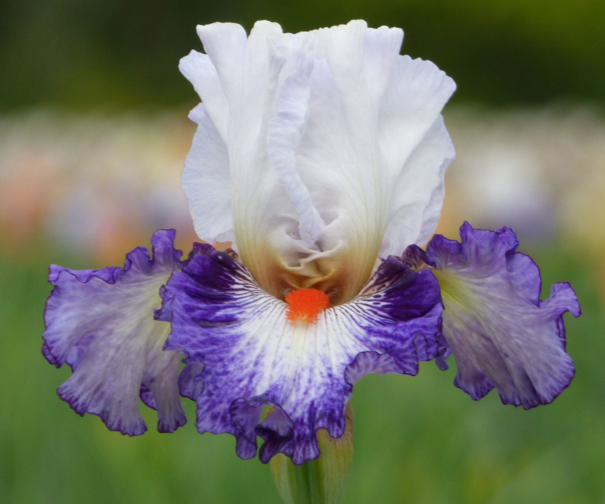 Gypsy Lord Bearded Iris Quart Pot - Blessings Grow Meadows