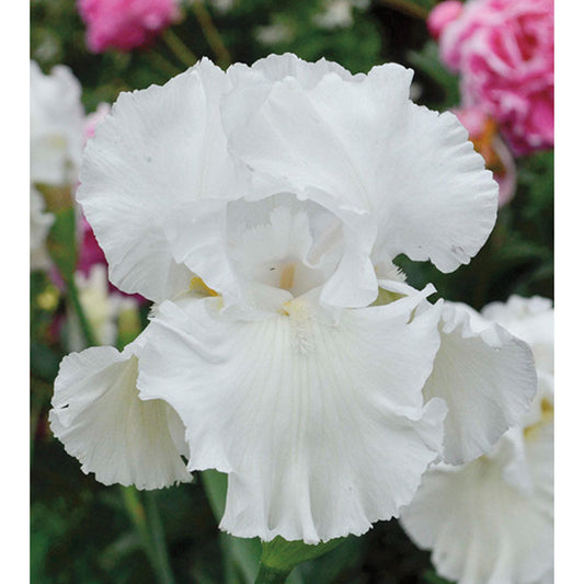 Fresh Garden Living Immortality Iris Plant in a quart pot, fragrant reblooming iris flower with lush green foliage.