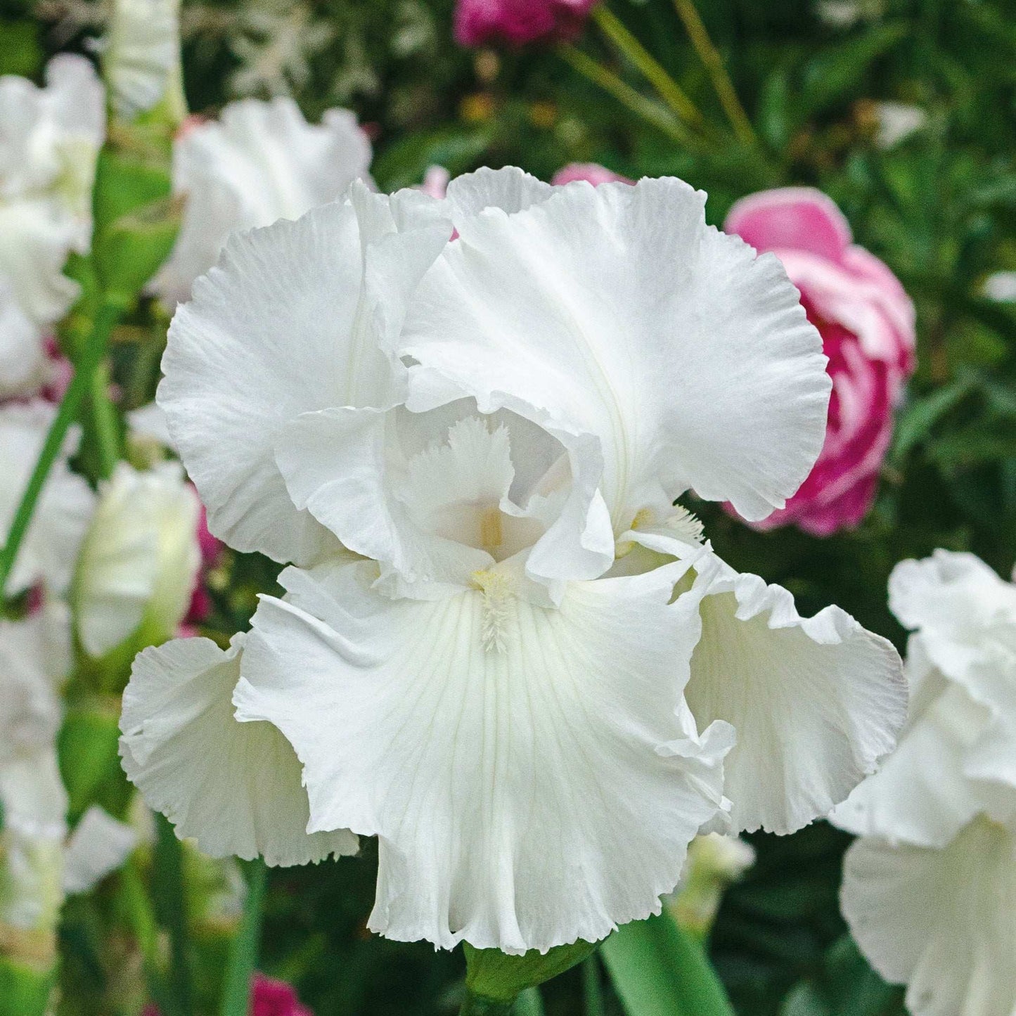 Fresh Garden Living Immortality Iris Plant in a quart pot, fragrant and reblooming, perfect for garden or patio decoration.