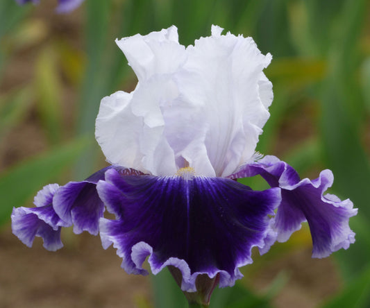 Local Ocean Bearded Iris plant in a quart container from Fresh Garden Living, showcasing vibrant purple flowers and lush foliage.