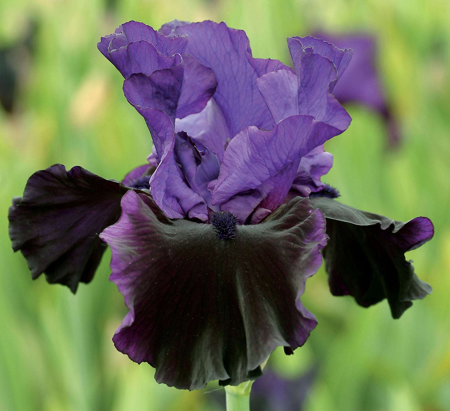 Bearded Iris plant in a quart pot from Fresh Garden Living, featuring dark purple petals and lush green foliage.