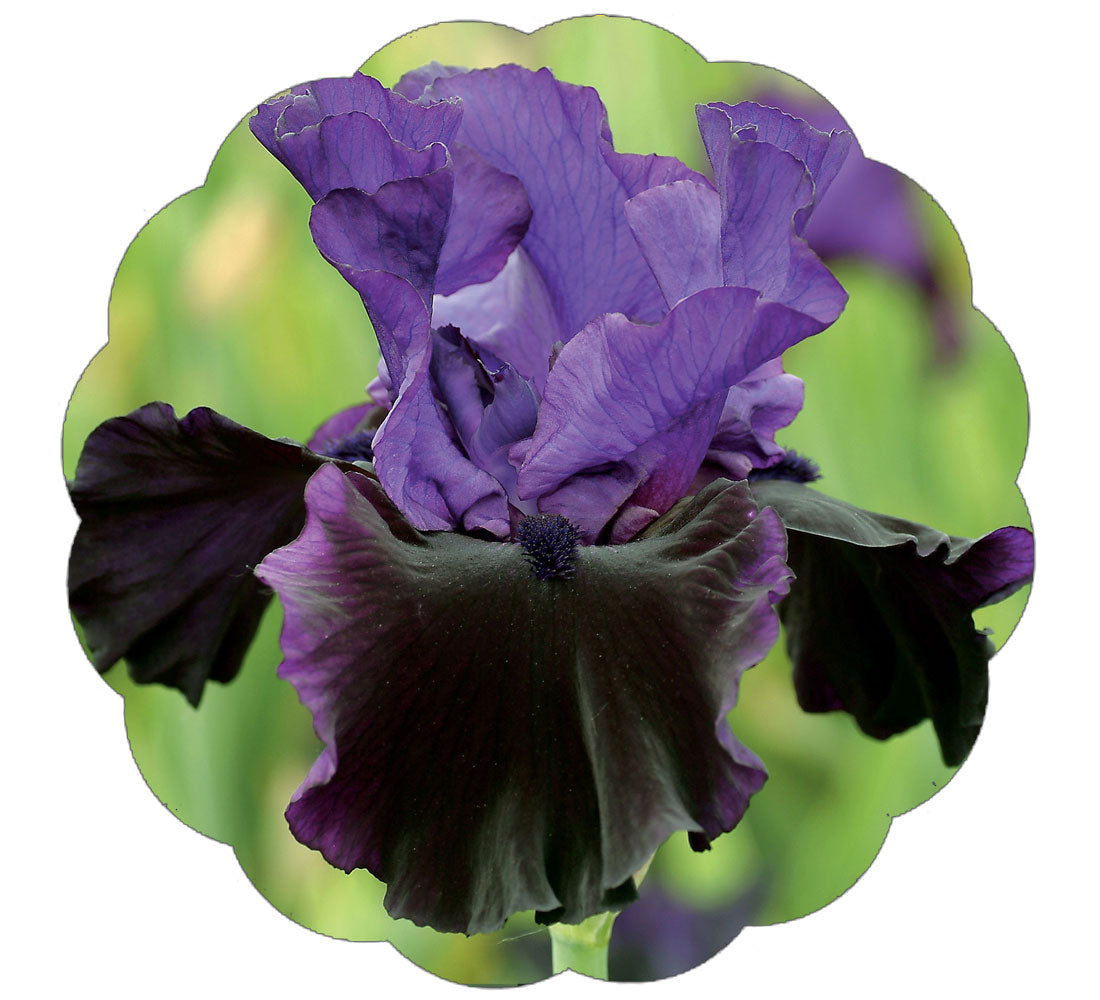 Fresh Garden Living Midnight Treat Bearded Iris in a potted quart container, showcasing vibrant purple flowers and lush green foliage.