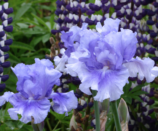 Fresh Garden Living blue iris plant in a quart container, fragrant with vibrant blue blossoms and lush green foliage.