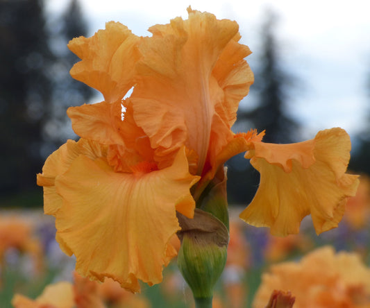 Orange King Bearded Iris plant in a quart container from Fresh Garden Living, showcasing vibrant orange flowers and lush green foliage.