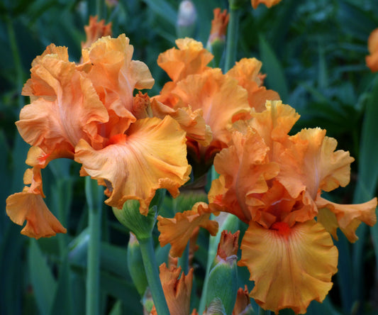 Orange King Bearded Iris plant in a quart container from Fresh Garden Living, showcasing vibrant orange flowers and green foliage.