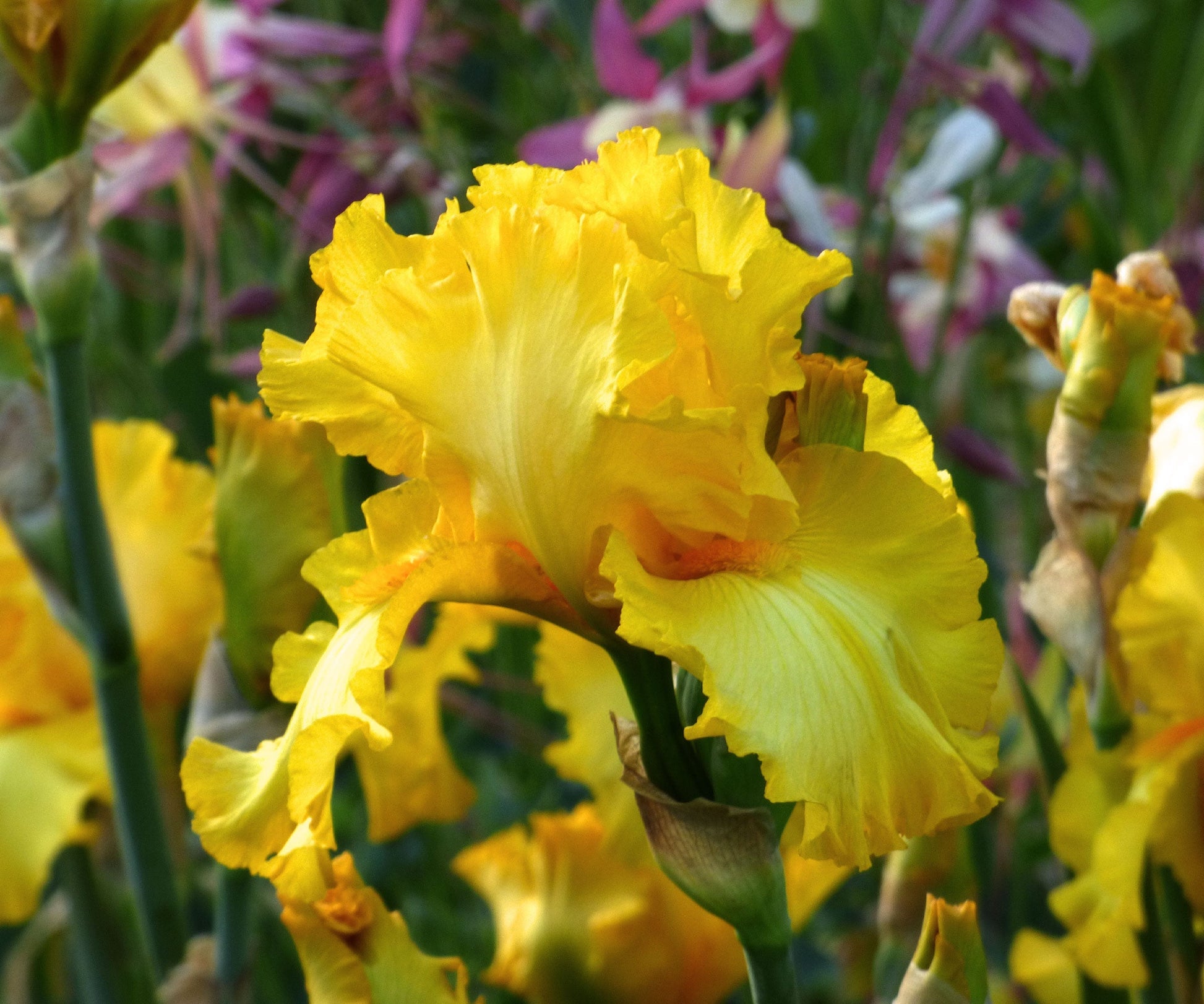 Fresh Garden Living Picasso Moon Bearded Iris plant in a quart container, showcasing vibrant blooms and lush foliage.