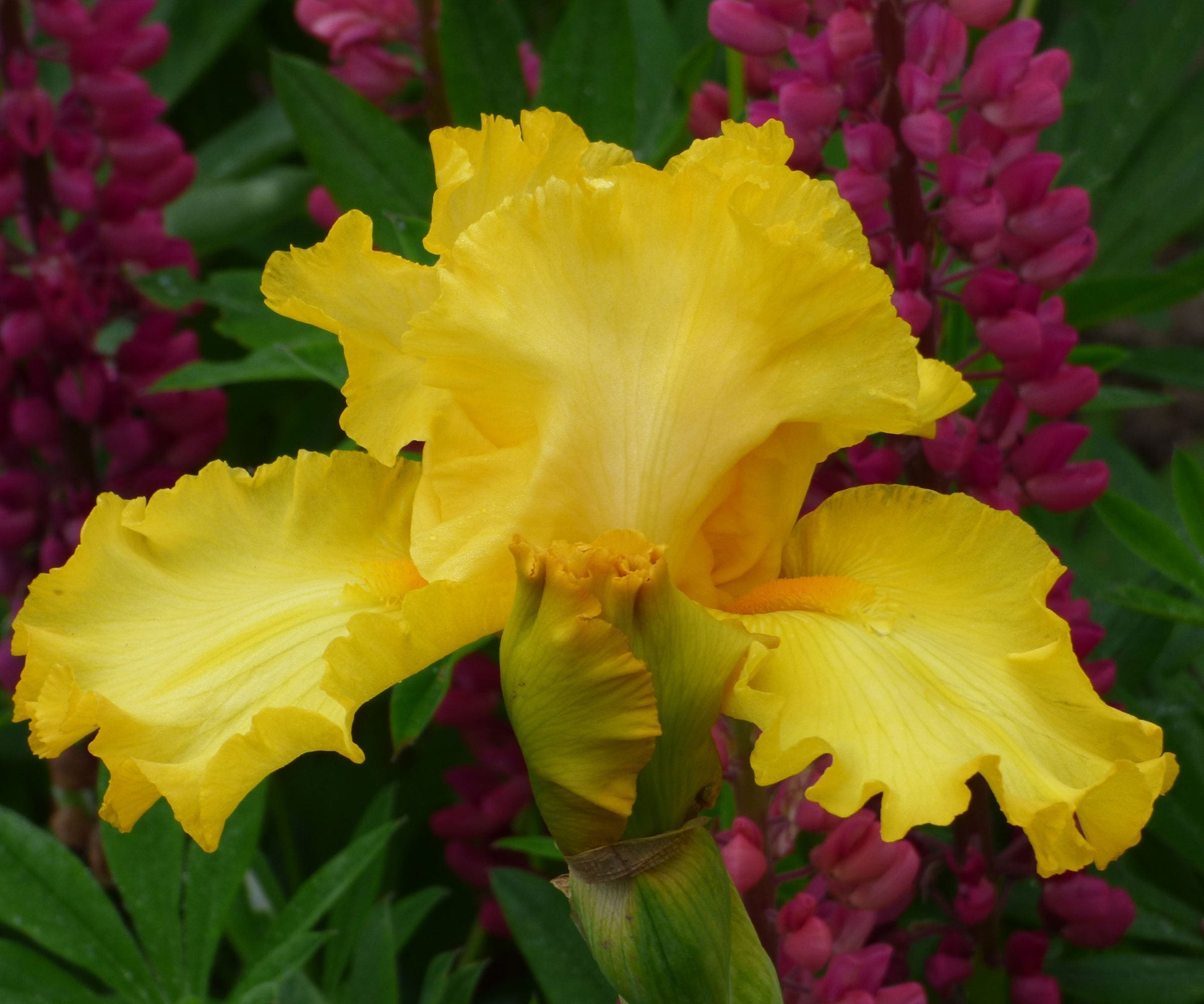Fresh Garden Living Picasso Moon Bearded Iris plant in a quart container, showcasing vibrant iris flowers and lush green foliage.