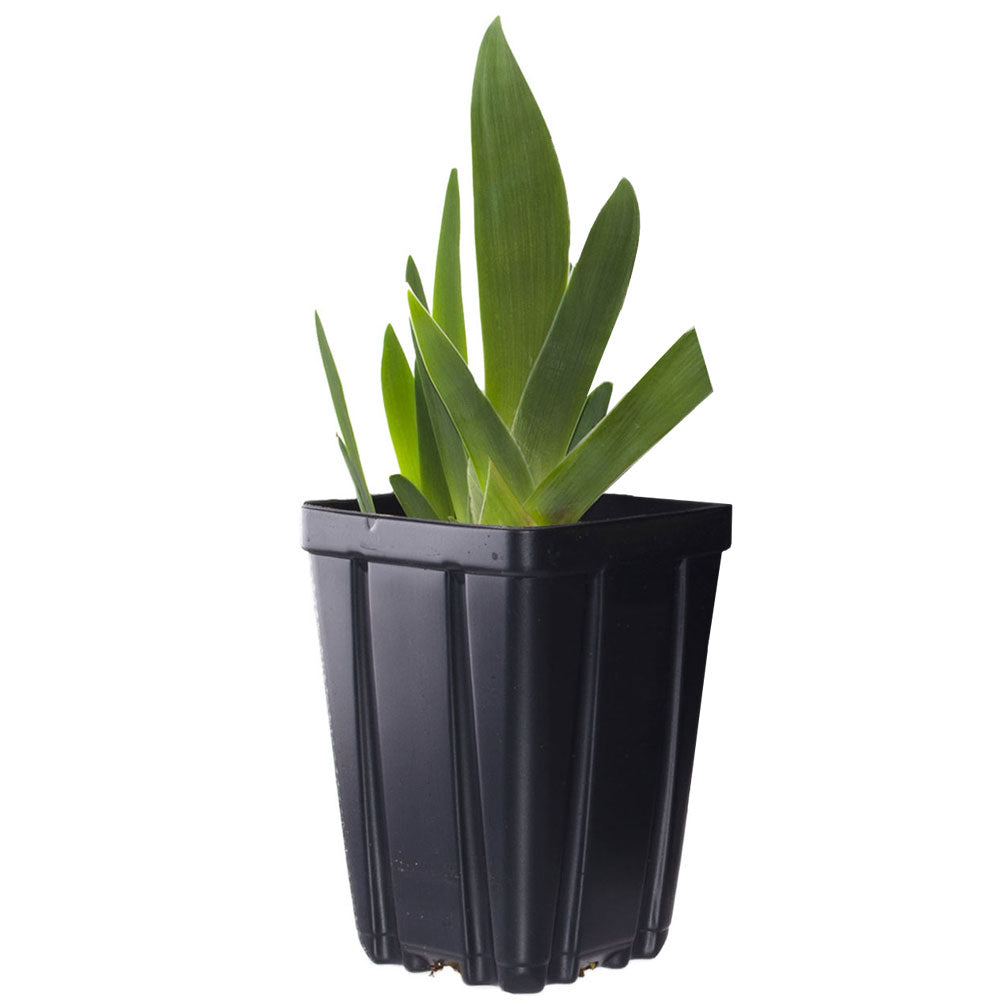 Fresh Garden Living Picasso Moon bearded iris plant in a quart container, showcasing vibrant purple and white iris blooms.