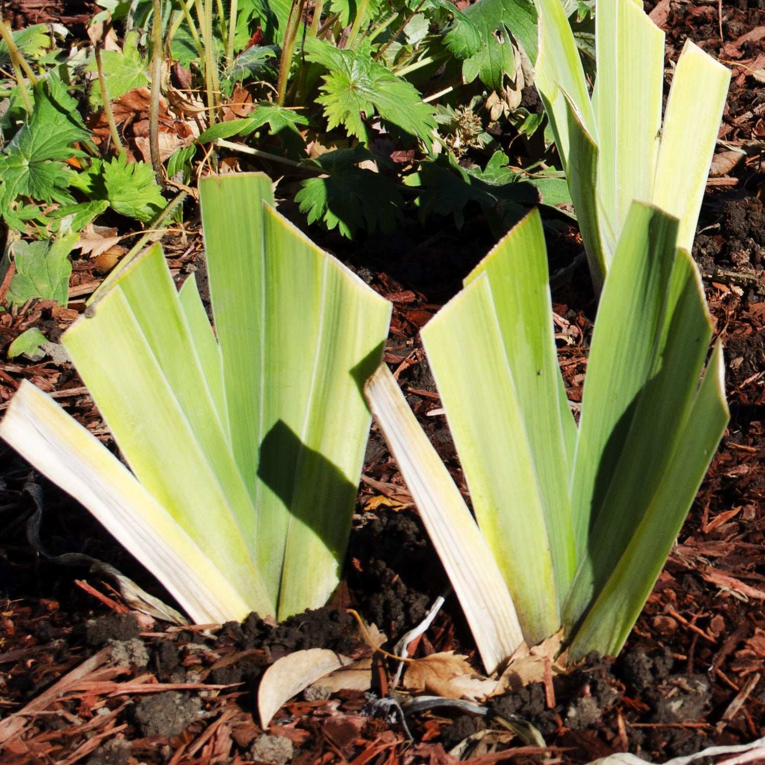 Fresh Garden Living Picasso Moon Bearded Iris plant in a quart container, showcasing vibrant blooms and lush foliage.