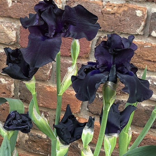 Black Iris plant in a potted quart container, Raven Girl variety by Fresh Garden Living, with vibrant dark blooms and green foliage.