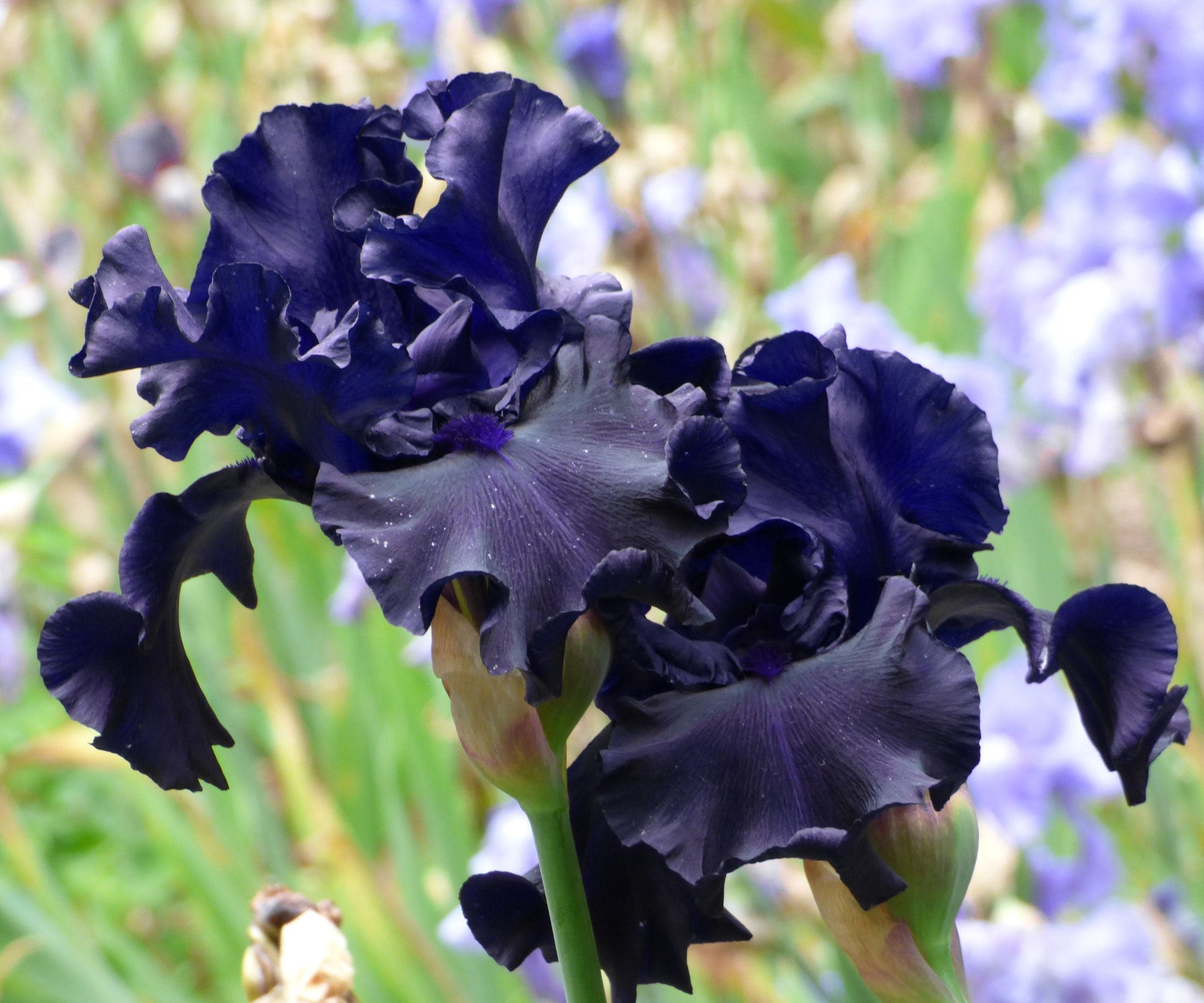 Black Iris Raven Girl potted plant in a quart-sized container by Fresh Garden Living, showcasing vibrant iris flowers and lush foliage.