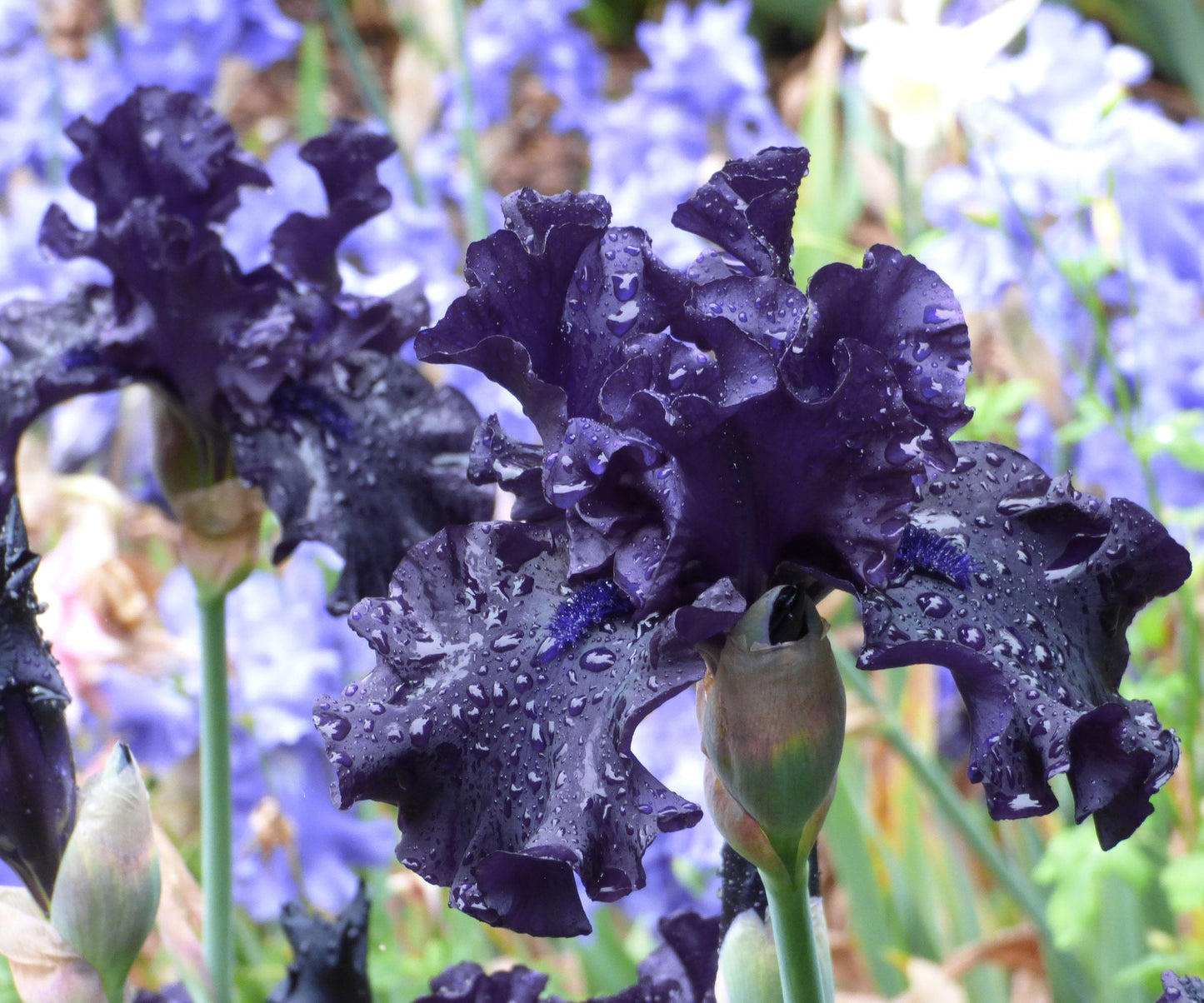 Black iris plant called Raven Girl in a quart-sized pot from Fresh Garden Living, showcasing its vibrant dark blooms and green foliage.