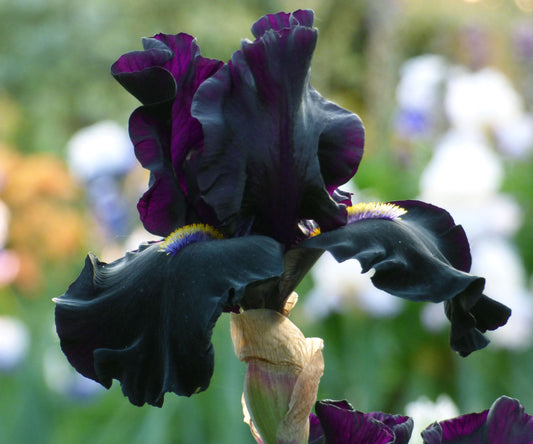 Black Iris plant in a potted quart container by Fresh Garden Living, featuring vibrant blooms and lush foliage.