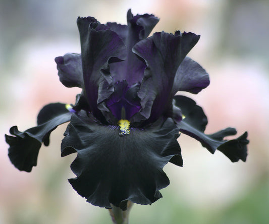 Black Iris plant in a potted quart container by Fresh Garden Living, featuring vibrant blooms and lush green foliage.