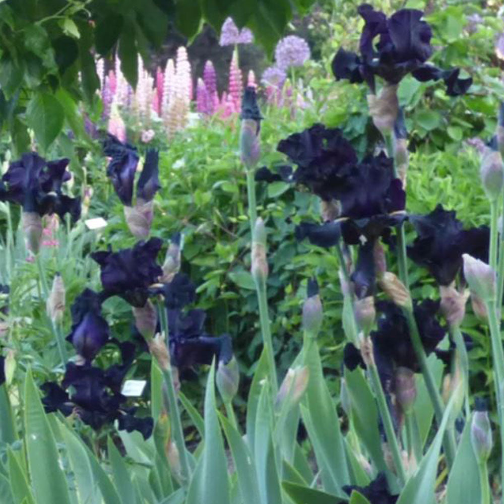 Black Iris plant in a quart-sized pot from Senor Jinx by Fresh Garden Living, shown in a natural outdoor setting.