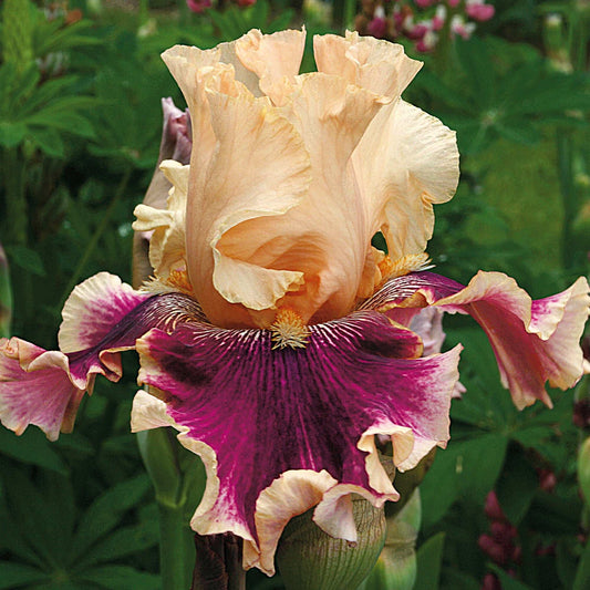 Bearded iris plant in a quart pot, labeled Skirting The Issue, from Fresh Garden Living, with vibrant foliage and flowering blooms.