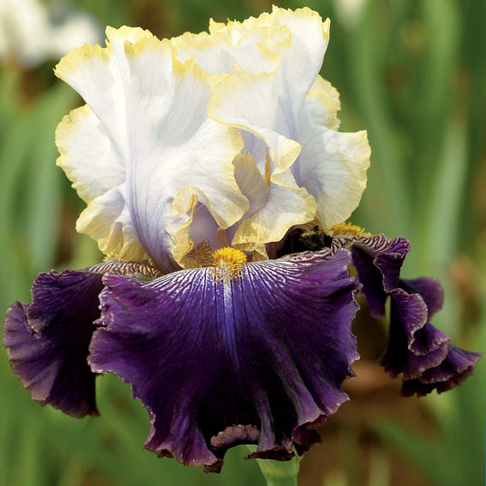 Fresh Garden Living Slovak Prince fragrant bearded iris plant in a quart pot, showcasing vibrant blooms and lush green foliage.