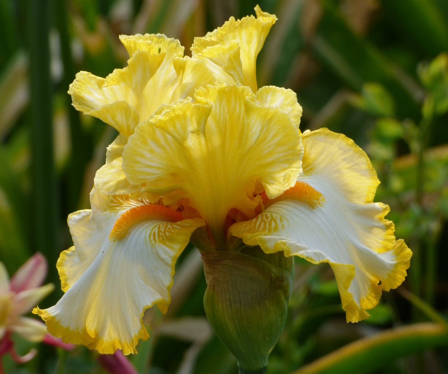 Sunrise Elegy Bearded Iris Quart Container - Blessings Grow Meadows