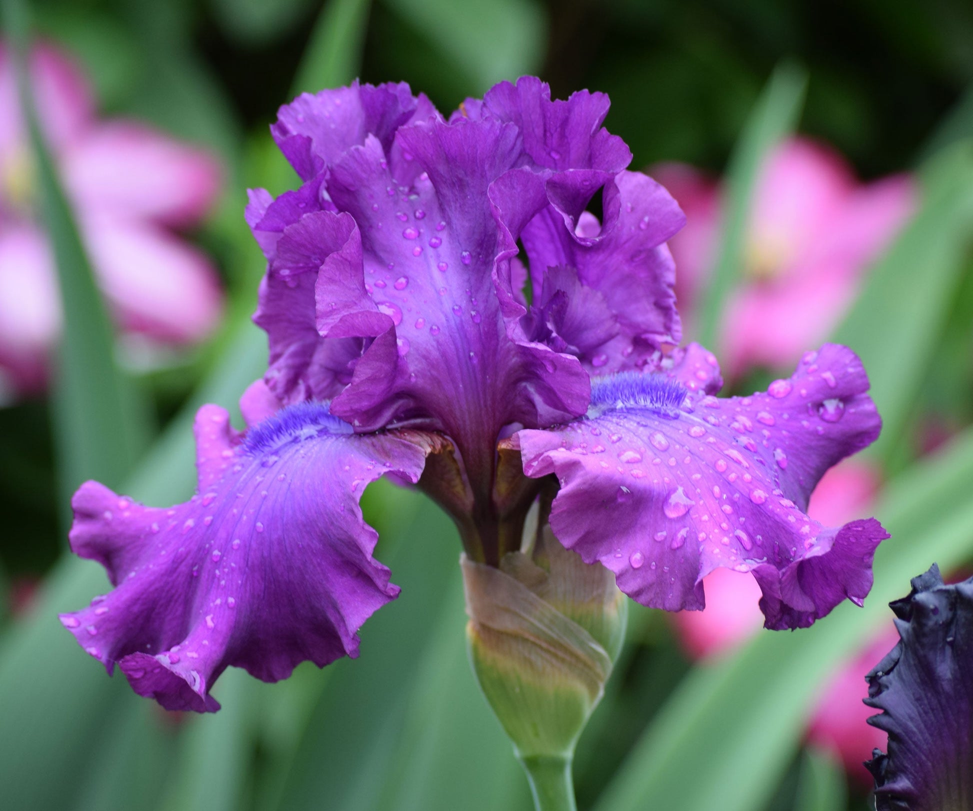 Fresh Garden Living Swingtown Fragrant Bearded Iris plant in a quart container, showcasing vibrant blooms and lush green foliage.
