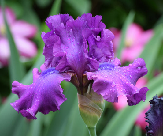 Fresh Garden Living Swingtown Fragrant Bearded Iris plant in a quart container, showcasing vibrant blooms and lush green foliage.