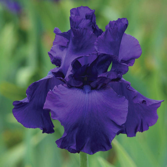 Fresh Garden Living Titans Glory bearded iris plant in a quart pot, showcasing vibrant flowers and green foliage.