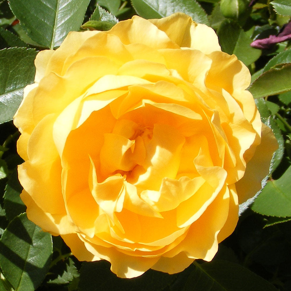 Julia Child rose plant in a 1.5-gallon container, vibrant pink blooms, fresh garden living floral shrub for planting.