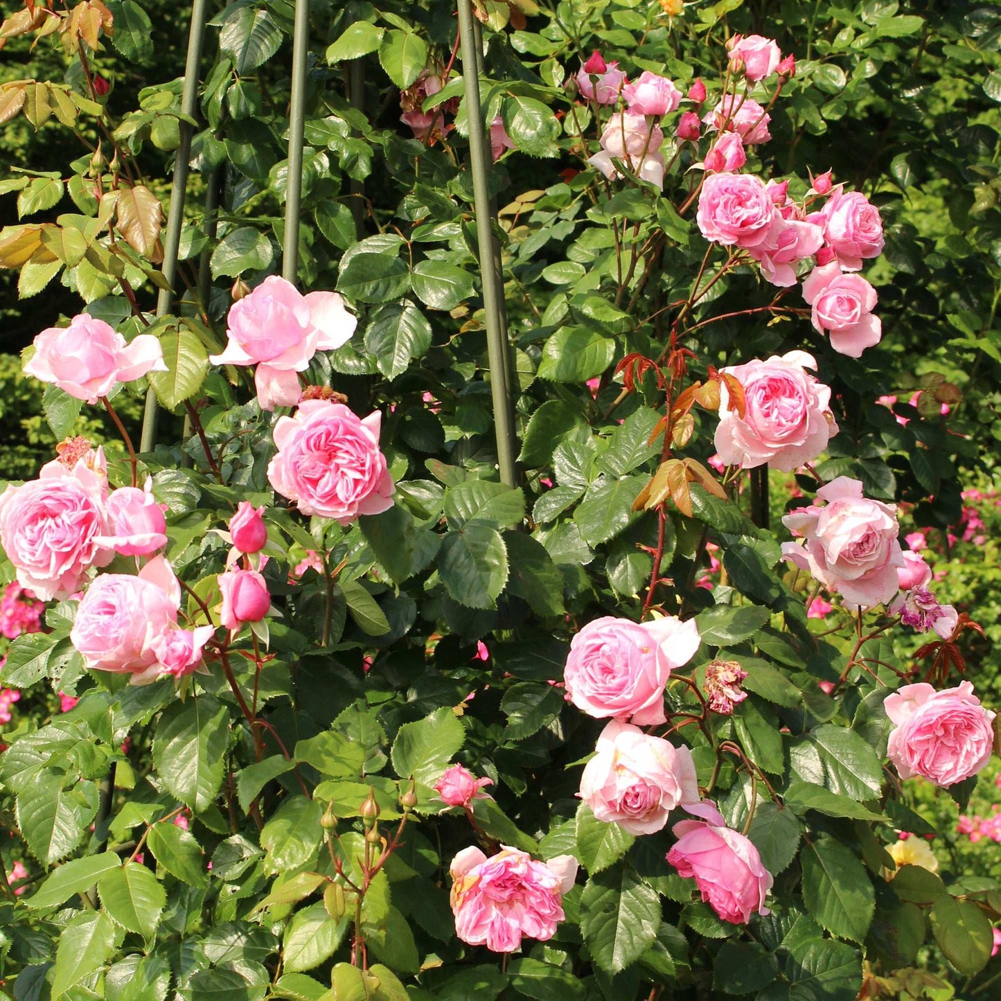 Kiss Me Kate Climbing Rose by Fresh Garden Living - Blessings Grow Meadows