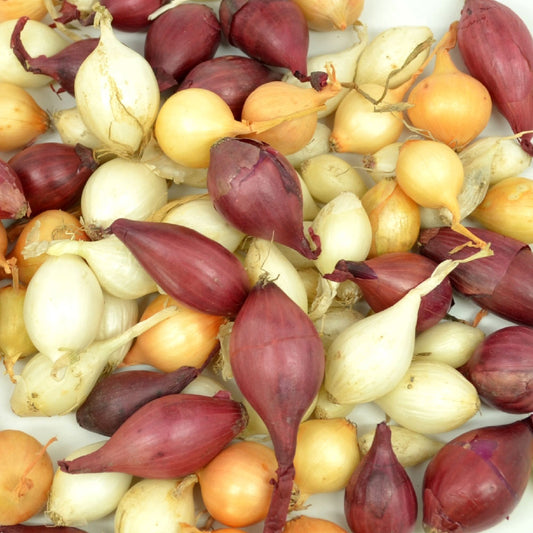 Bulk mixed red, white, and yellow onion sets from Fresh Garden Living, 4 lbs, non-GMO, over 400 onion bulbs for planting.