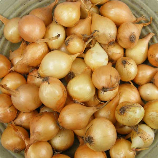 Bulk yellow onion sets from Fresh Garden Living, non-GMO Stuttgarter variety, 400+ onion bulbs in a 4 lb package.