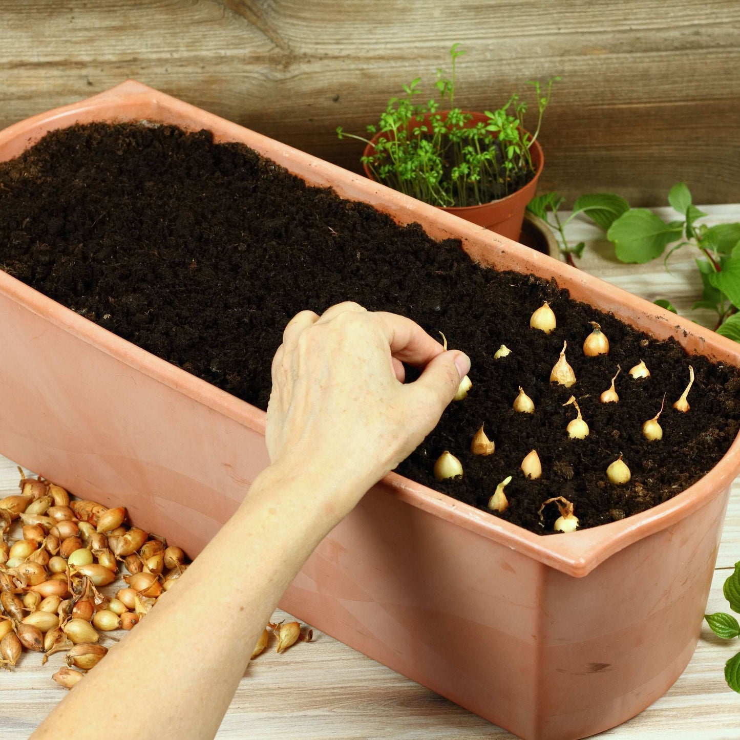 Mixed red, white, and yellow onion sets from Fresh Garden Living, 50-60 non-GMO onion bulbs for planting and gardening.