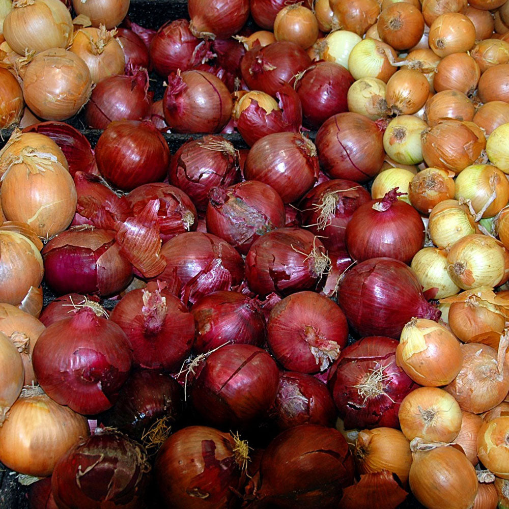 Mixed red and yellow onion sets by Fresh Garden Living, 1 lb non-GMO onion set for planting or cooking.
