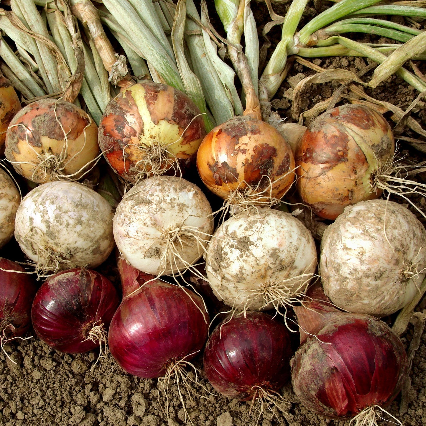 Mixed Red & Yellow Onion Sets 1 Lb. Non-GMO - Blessings Grow Meadows