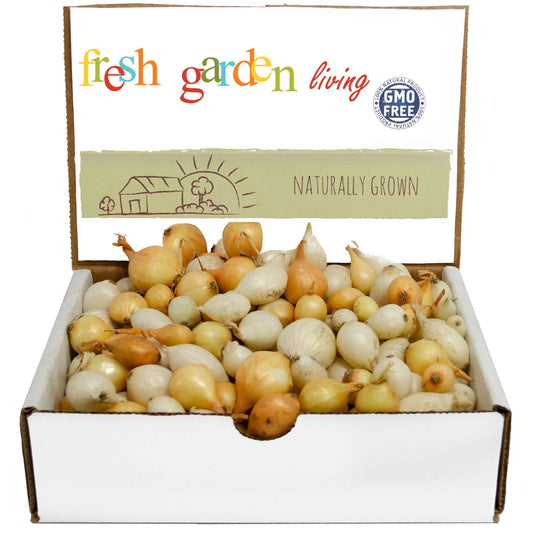 Mixed white and yellow onion sets from Fresh Garden Living, 1 lb, non-GMO onion set for planting or cooking.