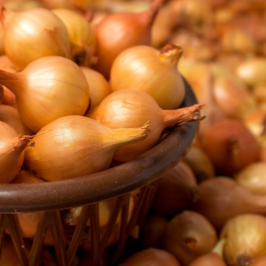 Mixed white and yellow onion sets by Fresh Garden Living, 1 lb non-GMO onion set for planting or cooking.