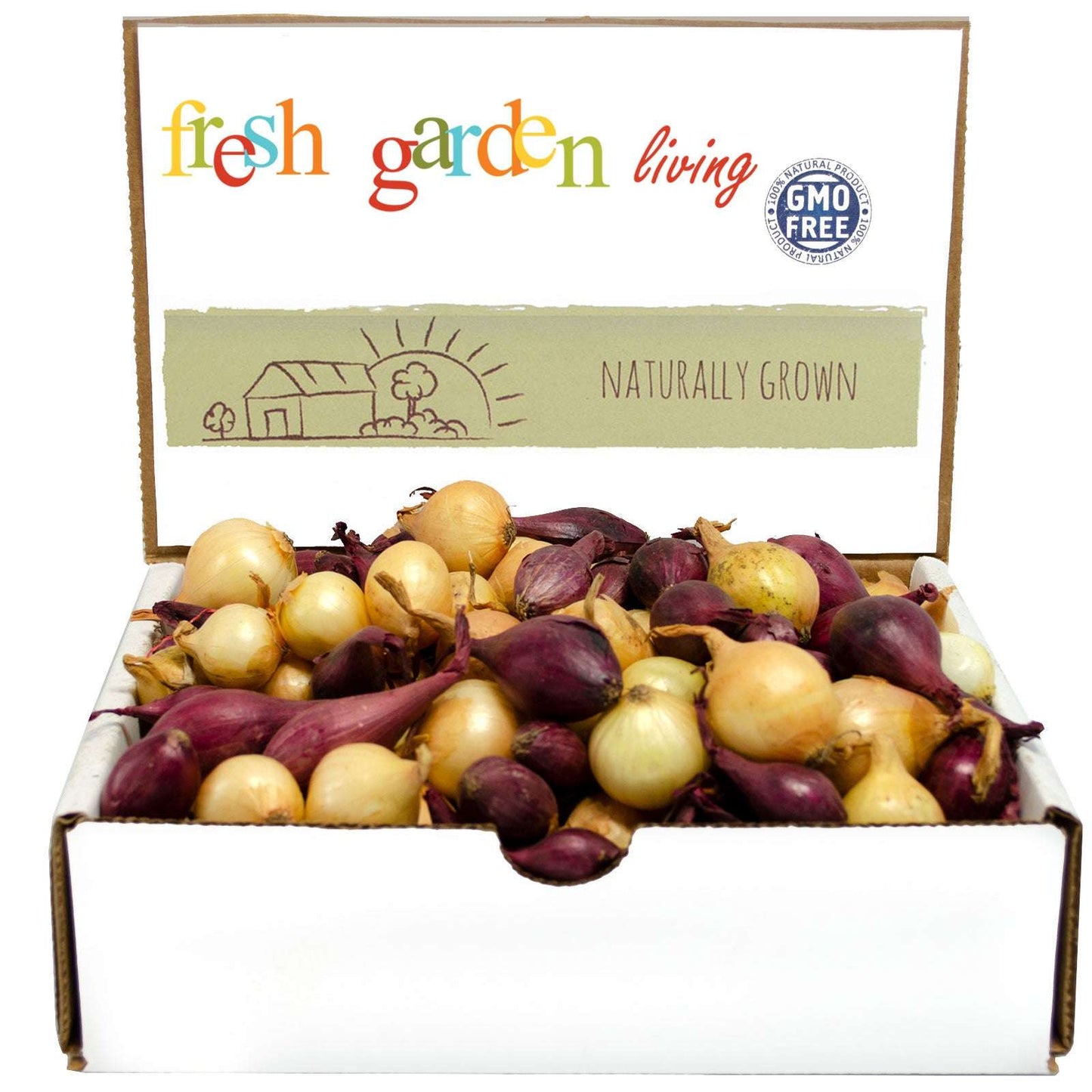 Mixed yellow and red onion sets from Fresh Garden Living, 50-60 bulbs, non-GMO, fresh onion bulbs ready for planting.
