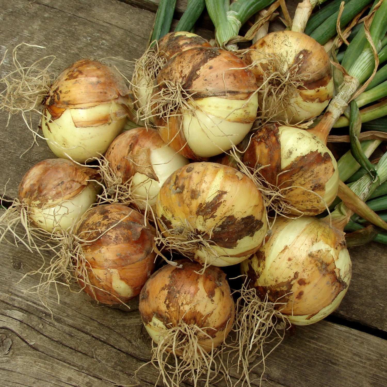 Mixed yellow and red onion sets, 50-60 bulbs, from Fresh Garden Living, non-GMO onion set with vibrant bulbs for planting.